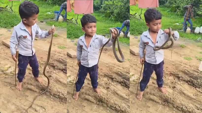 Video: ಭಯ ಅನ್ನೋ ಮಾತೇ ಇಲ್ಲ; ಹಾವನ್ನು ಬರಿಗೈಲಿ ಹಿಡಿದ ಧೈರ್ಯವಂತ ಬಾಲಕ