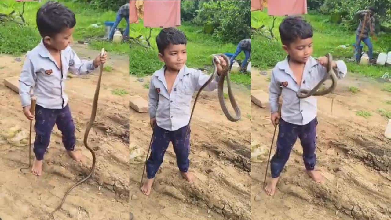 Video: ಭಯ ಅನ್ನೋ ಮಾತೇ ಇಲ್ಲ; ಹಾವನ್ನು ಬರಿಗೈಲಿ  ಹಿಡಿದ ಧೈರ್ಯವಂತ ಬಾಲಕ