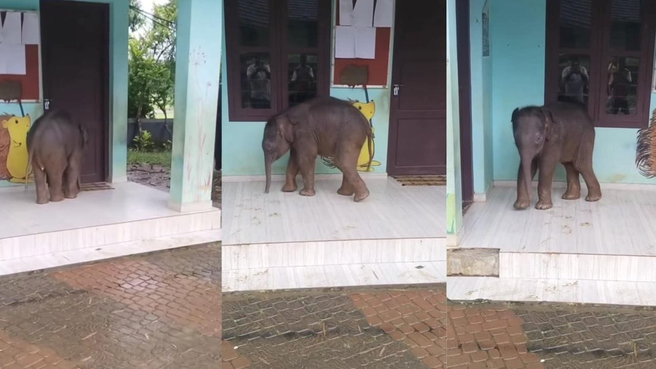 Video: ಆನೆ ಬಂತೊಂದಾನೆ, ತಾಯಿಯಿಂದ ಬೆರ್ಪಟ್ಟು ಕೇರಳದ ಶಾಲಾ ಆವರಣಕ್ಕೆ ಎಂಟ್ರಿ ಕೊಟ್ಟ ಮರಿಯಾನೆ Video: ಆನೆ ಬಂತೊಂದಾನೆ, ತಾಯಿಯಿಂದ ಬೆರ್ಪಟ್ಟು ಕೇರಳದ ಶಾಲಾ ಆವರಣಕ್ಕೆ ಎಂಟ್ರಿ ಕೊಟ್ಟ ಮರಿಯಾನೆ