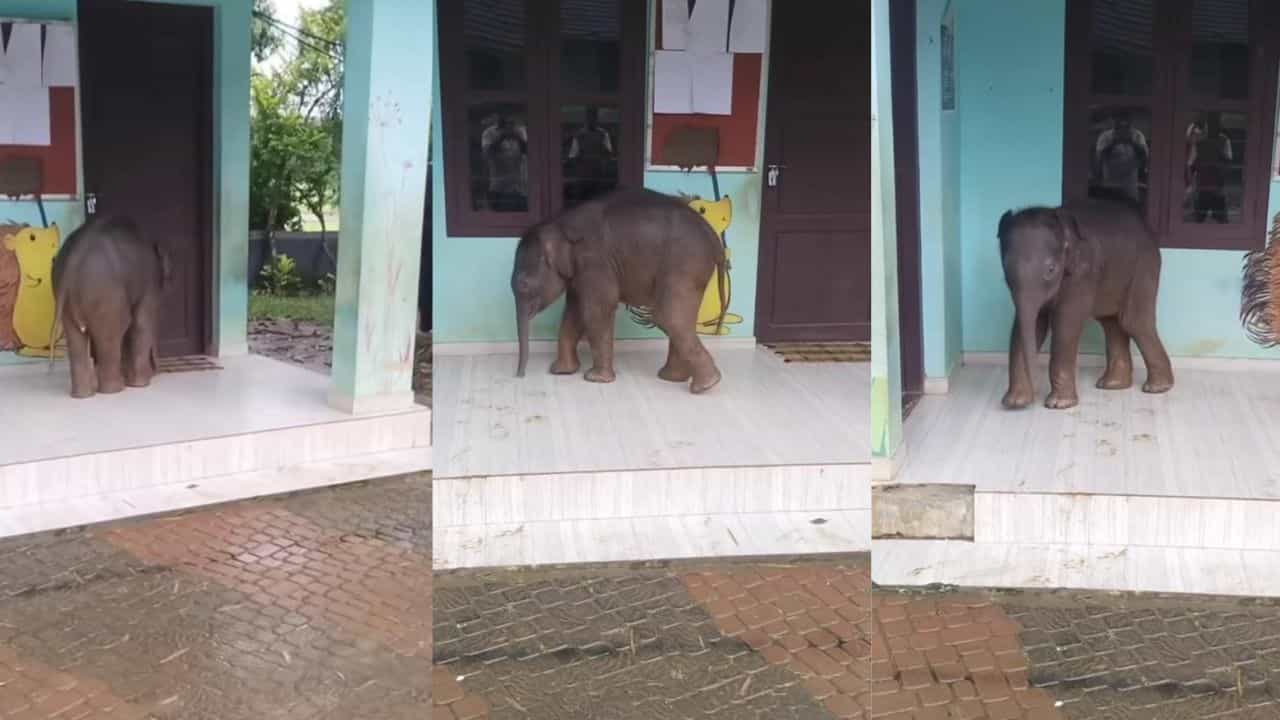 Video: ಆನೆ ಬಂತೊಂದಾನೆ, ತಾಯಿಯಿಂದ ಬೆರ್ಪಟ್ಟು ಕೇರಳದ ಶಾಲಾ ಆವರಣಕ್ಕೆ ಎಂಟ್ರಿ ಕೊಟ್ಟ ಮರಿಯಾನೆ Video: ಆನೆ ಬಂತೊಂದಾನೆ, ತಾಯಿಯಿಂದ ಬೆರ್ಪಟ್ಟು ಕೇರಳದ ಶಾಲಾ ಆವರಣಕ್ಕೆ ಎಂಟ್ರಿ ಕೊಟ್ಟ ಮರಿಯಾನೆ