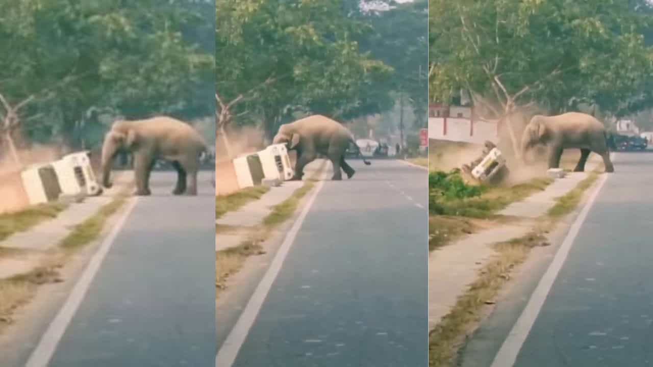 Video: ನೋಡ ನೋಡುತ್ತಿದ್ದಂತೆ ನಡುರಸ್ತೆಯಲ್ಲೇ ಮಿನಿ ಟ್ರಕನ್ನು ಉರುಳಿಸಿಯೇ ಬಿಡ್ತು ದೈತ್ಯ ಆನೆ