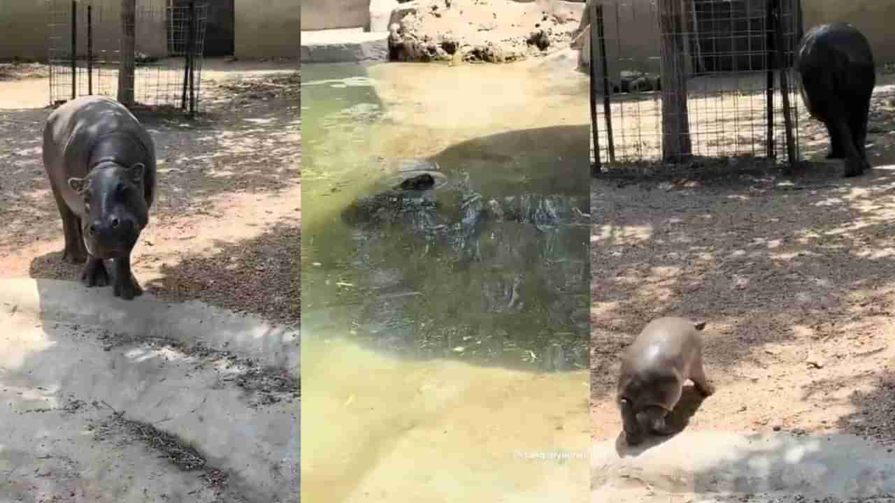 Video: ಅಮ್ಮ ಕಣ್ಣು ದಿಟ್ಟಿಸಿ ನೋಡಿದ್ದೇ ತಡ, ಪೂಲ್‌ನಿಂದ ಓಡೋಡಿ ಬಂದ ಮರಿ ಹಿಪ್ಪೋ