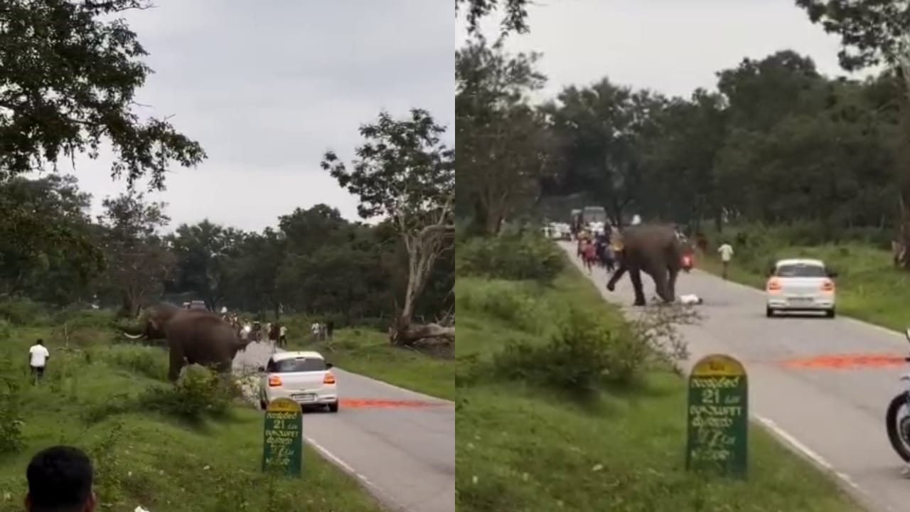 ಬಂಡೀಪುರ: ಸೆಲ್ಫೀಗೆ ಮುಂದಾದವನ ಅಟ್ಟಾಡಿಸಿ ಮೆಟ್ಟಿದ ಕಾಡಾನೆ, ಆಮೇಲೇನಾಯ್ತು? ವಿಡಿಯೋ ನೋಡಿ ಬಂಡೀಪುರ: ಸೆಲ್ಫೀಗೆ ಮುಂದಾದವನ ಅಟ್ಟಾಡಿಸಿ ಮೆಟ್ಟಿದ ಕಾಡಾನೆ, ಆಮೇಲೇನಾಯ್ತು? ವಿಡಿಯೋ ನೋಡಿ
