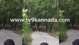 ವಿಡಿಯೋ: ಚಿಕ್ಕಮಗಳೂರು ಶೃಂಗೇರಿ ರಾಜ್ಯ ಹೆದ್ದಾರಿಯಲ್ಲಿ ಕಾಡಾನೆಗಳ ಸಂಚಾರ
