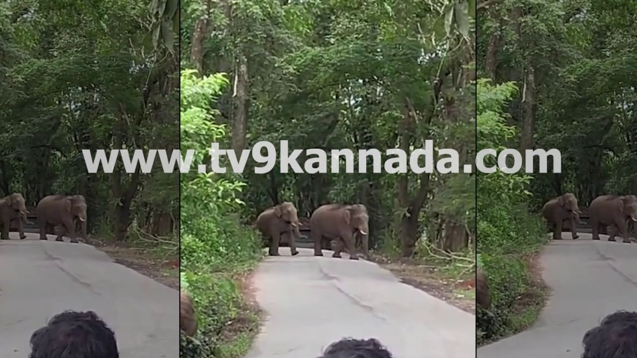 ಚಿಕ್ಕಮಗಳೂರು ಶೃಂಗೇರಿ ರಾಜ್ಯ ಹೆದ್ದಾರಿಯಲ್ಲಿ ಕಾಡಾನೆಗಳ ಸಂಚಾರ: ವಿಡಿಯೋ ನೋಡಿ