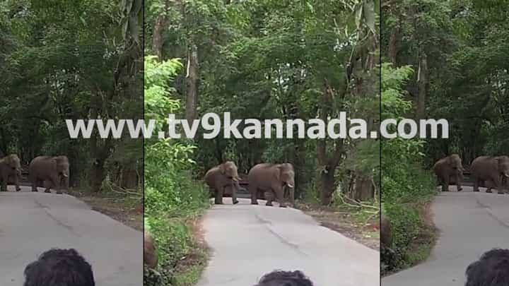 ಚಿಕ್ಕಮಗಳೂರು ಶೃಂಗೇರಿ ರಾಜ್ಯ ಹೆದ್ದಾರಿಯಲ್ಲಿ ಕಾಡಾನೆಗಳ ಸಂಚಾರ: ವಿಡಿಯೋ ನೋಡಿ ಚಿಕ್ಕಮಗಳೂರು ಶೃಂಗೇರಿ ರಾಜ್ಯ ಹೆದ್ದಾರಿಯಲ್ಲಿ ಕಾಡಾನೆಗಳ ಸಂಚಾರ: ವಿಡಿಯೋ ನೋಡಿ