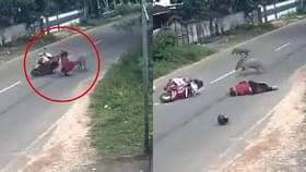 ಸ್ಕೂಟಿಗೆ ಡಿಕ್ಕಿ ಹೊಡೆದ ಹಂದಿಗಳ ಹಿಂಡು; ಮಹಿಳೆಯ ಹೆಲ್ಮೆಟ್ ಛಿದ್ರ!