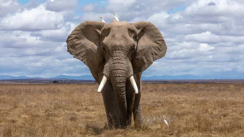 World Elephant Day 2025: ಗಜಗಳ ದಿನ; ವಿಶ್ವ ಆನೆ ದಿನವನ್ನು ಆಚರಿಸುವುದರ ಹಿಂದಿನ ಉದ್ದೇಶವೇನು ಗೊತ್ತಾ?