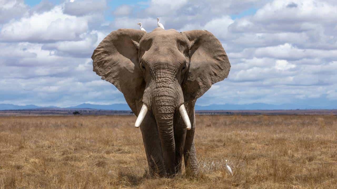 World Elephant Day 2025: ಗಜಗಳ ದಿನ; ವಿಶ್ವ ಆನೆ ದಿನವನ್ನು ಆಚರಿಸುವುದರ ಹಿಂದಿನ ಉದ್ದೇಶವೇನು ಗೊತ್ತಾ? World Elephant Day 2025: ಗಜಗಳ ದಿನ; ವಿಶ್ವ ಆನೆ ದಿನವನ್ನು ಆಚರಿಸುವುದರ ಹಿಂದಿನ ಉದ್ದೇಶವೇನು ಗೊತ್ತಾ?