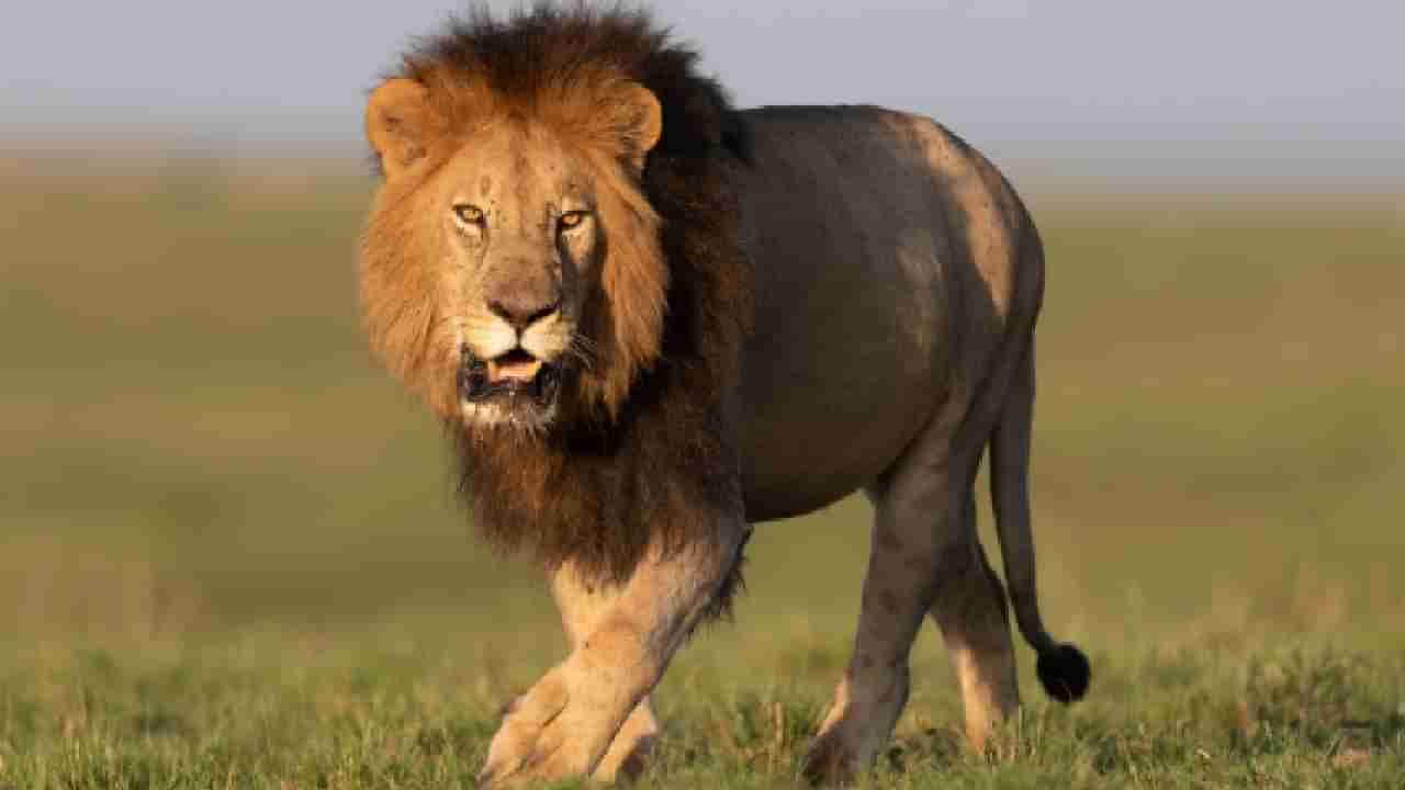 World Lion Day 2025: ವಿಶ್ವ ಸಿಂಹ ದಿನವನ್ನು ಏಕೆ ಆಚರಿಸಲಾಗುತ್ತದೆ? ಈ ದಿನದ ಇತಿಹಾಸ, ಮಹತ್ವ ತಿಳಿಯಿರಿ