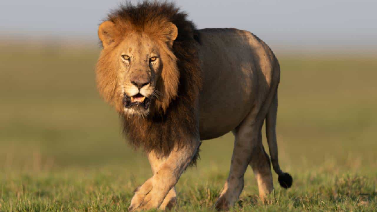 World Lion Day 2025: ವಿಶ್ವ ಸಿಂಹ ದಿನವನ್ನು ಏಕೆ ಆಚರಿಸಲಾಗುತ್ತದೆ? ಈ ದಿನದ ಇತಿಹಾಸ, ಮಹತ್ವ ತಿಳಿಯಿರಿ World Lion Day 2025: ವಿಶ್ವ ಸಿಂಹ ದಿನವನ್ನು ಏಕೆ ಆಚರಿಸಲಾಗುತ್ತದೆ? ಈ ದಿನದ ಇತಿಹಾಸ, ಮಹತ್ವ ತಿಳಿಯಿರಿ