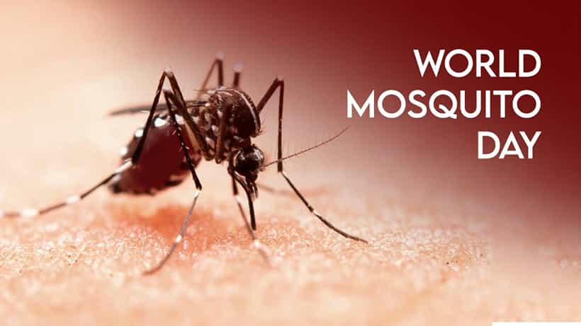 World Mosquito Day 2025: ಇಂದು ವಿಶ್ವ ಸೊಳ್ಳೆ ದಿನ: ಇತಿಹಾಸ, ರೋಗಗಳು ಮತ್ತು ತಡೆಗಟ್ಟುವಿಕೆಯ ಬಗ್ಗೆ ಮಾಹಿತಿ ಇಲ್ಲಿದೆ