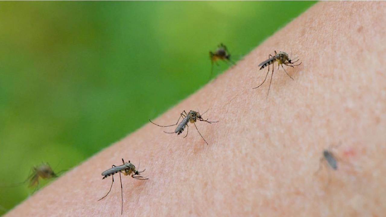 World Mosquito Day 2025: ಸೊಳ್ಳೆಗಳ ದಿನವನ್ನು ಆಚರಿಸೋದೇಕೆ ಗೊತ್ತಾ? ಇದರ ಹಿಂದೆಯೂ ಇದೆ ಒಂದು ಕಾರಣ