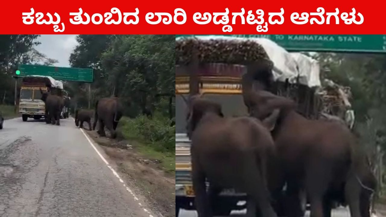 Viral Video: ಕಬ್ಬಿಗಾಗಿ ಲಾರಿ ಅಡ್ಡಗಟ್ಟಿದ ಆನೆಗಳು; ಸಂಚಾರ ಅಸ್ತವ್ಯಸ್ತ