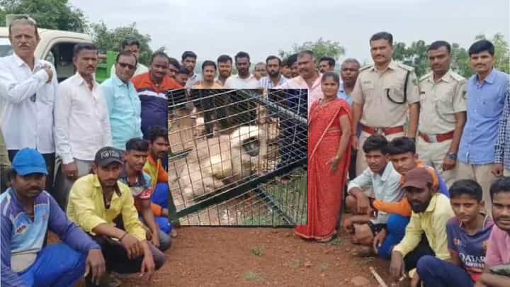 ಕೊನೆಗೂ ಮಂಗನಾಟಕ್ಕೆ ಬಿತ್ತು ಬ್ರೇಕ್: ಇಡೀ ಊರನ್ನೇ ಭಯಭೀತಿಗೊಳಿಸಿದ್ದ ಕೋತಿ ಲಾಕ್ ಕೊನೆಗೂ ಮಂಗನಾಟಕ್ಕೆ ಬಿತ್ತು ಬ್ರೇಕ್: ಇಡೀ ಊರನ್ನೇ ಭಯಭೀತಿಗೊಳಿಸಿದ್ದ ಕೋತಿ ಲಾಕ್