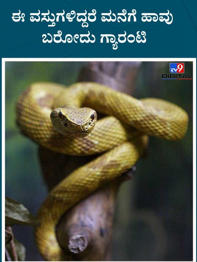 ಈ ವಸ್ತುಗಳಿದ್ದರೆ ಮನೆಗೆ ಹಾವು ಬರೋದು ಗ್ಯಾರಂಟಿ