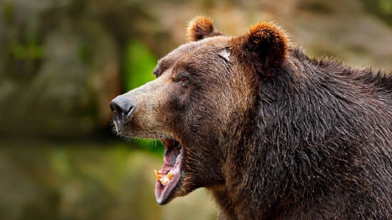 ಕರಡಿ ದಾಳಿಯಿಂದ ಪವಾಡದಂತೆ ಪಾರಾದ ವ್ಯಕ್ತಿ; ಕಾರೊಳಗೆ ಹಾರಿ ಜೀವ ಉಳಿಸಿಕೊಂಡ ವಿಡಿಯೋ ವೈರಲ್ ಕರಡಿ ದಾಳಿಯಿಂದ ಪವಾಡದಂತೆ ಪಾರಾದ ವ್ಯಕ್ತಿ; ಕಾರೊಳಗೆ ಹಾರಿ ಜೀವ ಉಳಿಸಿಕೊಂಡ ವಿಡಿಯೋ ವೈರಲ್