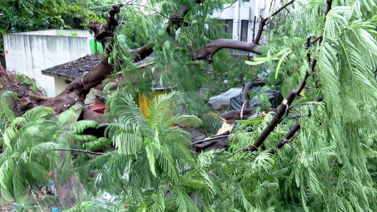 ರಾತ್ರಿ ಸುರಿದ ಮಳೆಯಿಂದಾಗಿ ರಾಜಾಜಿನಗರದ 4ನೇ ಬ್ಲಾಕ್​​ನ ಎರಡು ಮನೆಗಳ ಮೇಲೆ ಬೃಹತ್ ಮರ ಧರೆಗುರುಳಿದೆ. 
ಚಂದ್ರಮ್ಮ ಮತ್ತು ಪೀಟರ್​ ಎಂಬುವರ ಮನೆಗಳ ಮೇಲೆ ಬೃಹತ್ ಮರ ಬಿದ್ದಿದ್ದು, ಯಾವುದೇ ಪ್ರಾಣ ಹಾನಿ ಸಂಭವಿಸಿಲ್ಲ.
