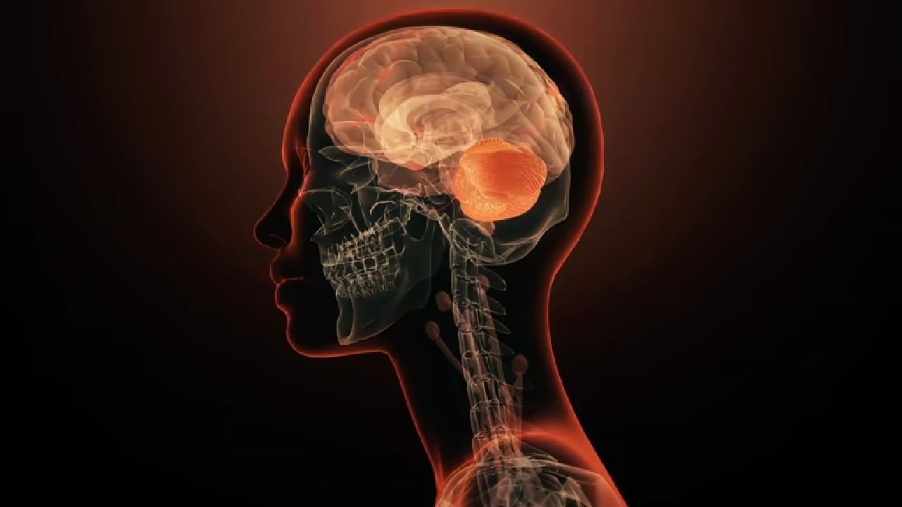 ಕೇರಳದಲ್ಲಿ ಹೈ ಅಲರ್ಟ್; ಮೆದುಳನ್ನು ತಿನ್ನುವ ಅಮೀಬಾದಿಂದ 19 ಜನ ಸಾವು, 120ಕ್ಕೂ ಹೆಚ್ಚು ಜನರಿಗೆ ಸೋಂಕು