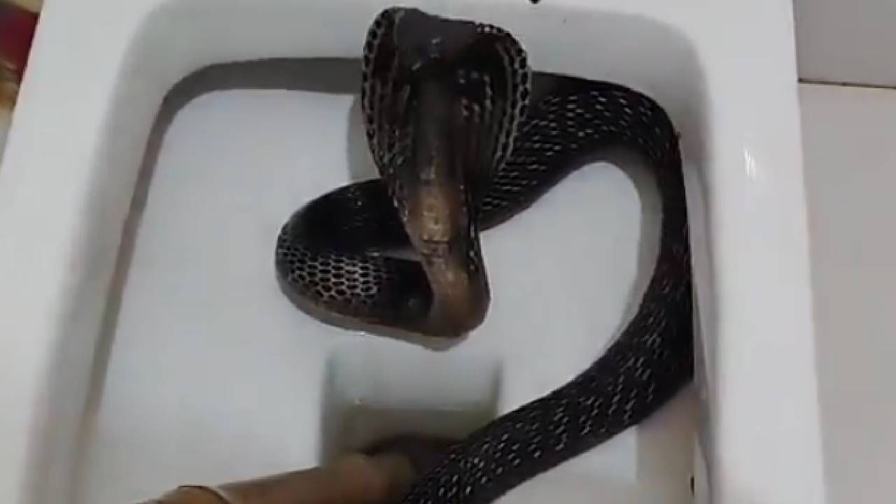 Video: ಮನೆಯ ಶೌಚಾಲಯದ ಕಮೋಡ್ ಒಳಗೆ ಕಾಣಿಸಿಕೊಂಡ ನಾಗರಹಾವು
