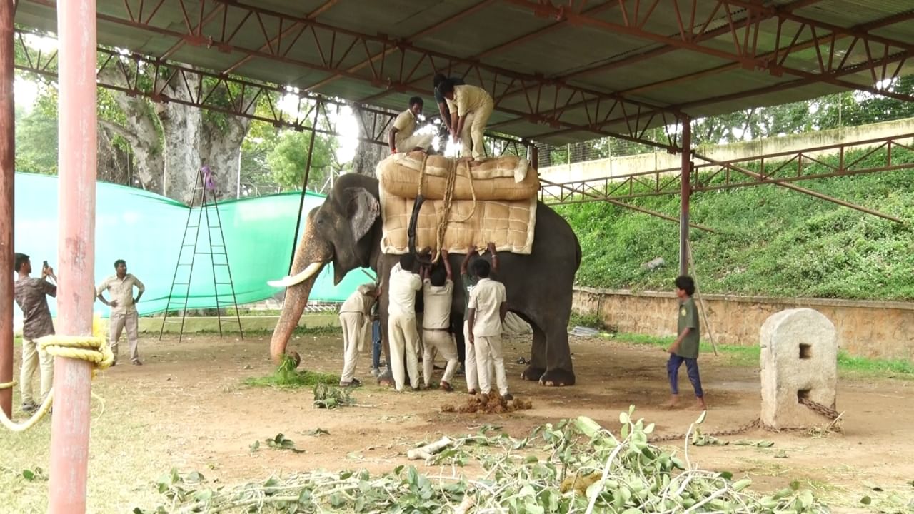 ಅಕ್ಟೋಬರ್ ಎರಡರಂದು ಸುಮಾರು 750 ಕೆ.ಜಿ. ತೂಕದ ಚಿನ್ನದ ಅಂಬಾರಿಯನ್ನು ಅಭಿಮನ್ಯುಗೆ  ಹೊರಿಸಲಾಗುತ್ತದೆ. ಹೀಗಾಗಿ ತಾಲೀಮಿನಲ್ಲಿ ಅಭಿಮನ್ಯುಗೆ ಸುಮಾರು 200 ಕೆ.ಜಿ ತೂಕದ
 ಮರದ ಅಂಬಾರಿಯನ್ನು ಕಟ್ಟಿ, 400 ಕೆ.ಜಿ. ಭಾರದ ಮರಳು ಮೂಟೆ ಹಾಕಿ 100 ಕೆ.ಜಿ ನಮ್ದ ಹೊರಿಸಿ ತಾಲೀಮು ನಡೆಸಲಾಯ್ತು.