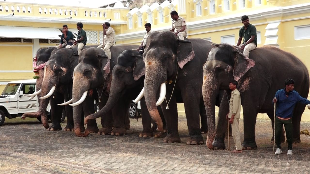 ಮರದ ಅಂಬಾರಿ ಹೊತ್ತ ಅಭಿಮನ್ಯು ಜೊತೆ ಉಳಿದ ಆನೆಗಳೂ ಪಾಲ್ಗೊಂಡಿದ್ದವು. ಅಭಿಮನ್ಯು ಆನೆಗೆ ಅಕ್ಕಪಕ್ಕದಲ್ಲಿ ಕುಮ್ಕಿ ಆನೆಗಳಾಗಿ ಹೇಮಾವತಿ ಹಾಗೂ  ಕಾವೇರಿ ಆನೆಗಳು ಸಾಥ್​ ನೀಡಿದವು.  ಉಳಿದಂತೆ ಭೀಮ, ಗೋಪಿ, ಪ್ರಶಾಂತ,‌ ಕಂಜನ್,ಮಹೇಂದ್ರ, ಲಕ್ಷ್ಮೀ, ಏಕಲವ್ಯ, ಶ್ರೀಕಂಠ, ರೂಪ ಸೇರಿದಂತೆ ಒಟ್ಟು 14 ಆನೆಗಳು ಸಹ ತಾಲೀಮಿನಲ್ಲಿ ಹೆಜ್ಜೆ ಹಾಕಿದವು