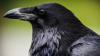 Surya Grahan 2025: ಮಹಾಲಯ ಅಮಾವಾಸ್ಯೆಯಂದೇ ಸೂರ್ಯಗ್ರಹಣ; ಈ ದಿನ ಶ್ರಾದ್ಧಕಾರ್ಯ ಮಾಡಬಹುದೇ?