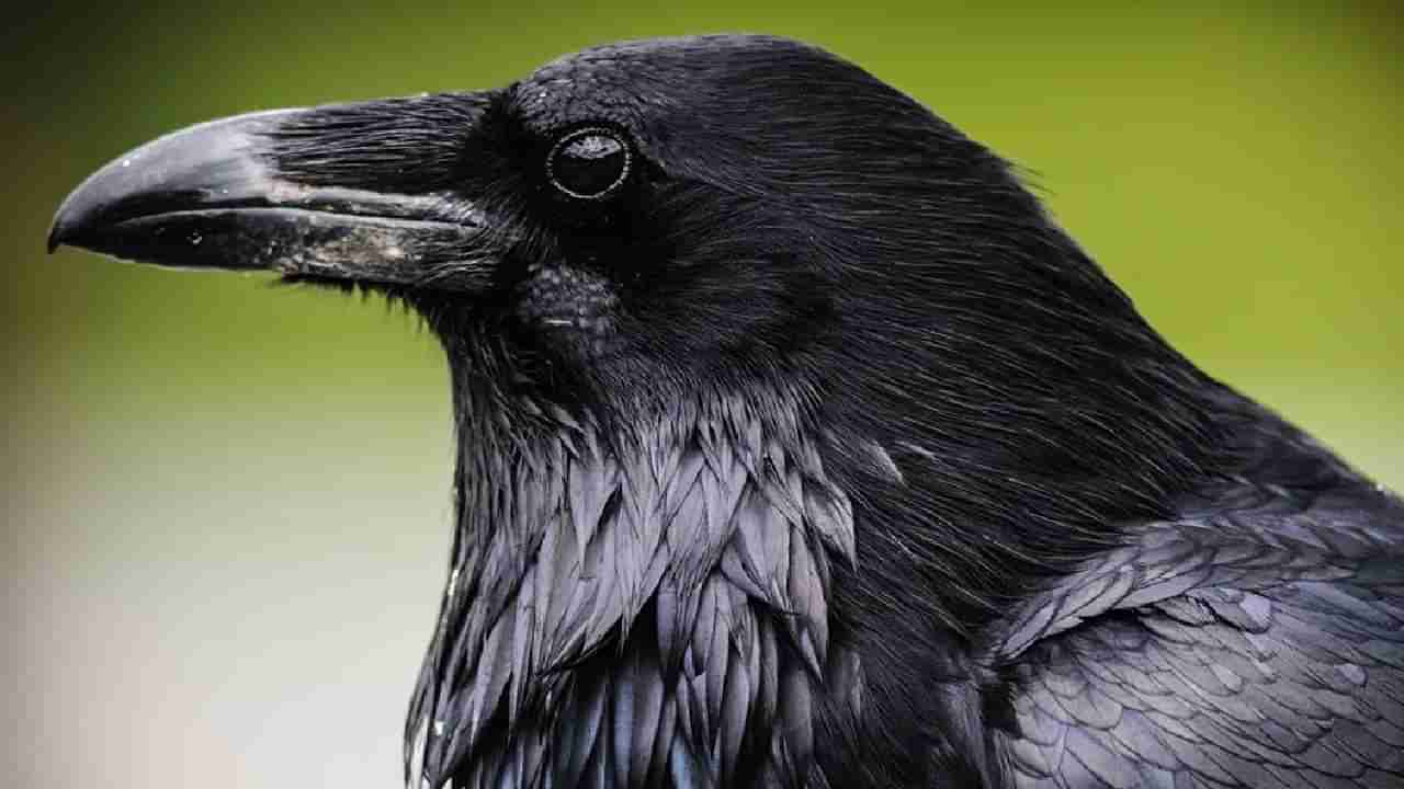 Pitru Paksha: ಪಿತೃ ಪಕ್ಷದಲ್ಲಿ ಕನಸಿನಲ್ಲಿ ಕಾಗೆ ಕಂಡರೆ ಏನರ್ಥ? ಸ್ವಪ್ನಶಾಸ್ತ್ರ ಹೇಳುವುದೇನು?