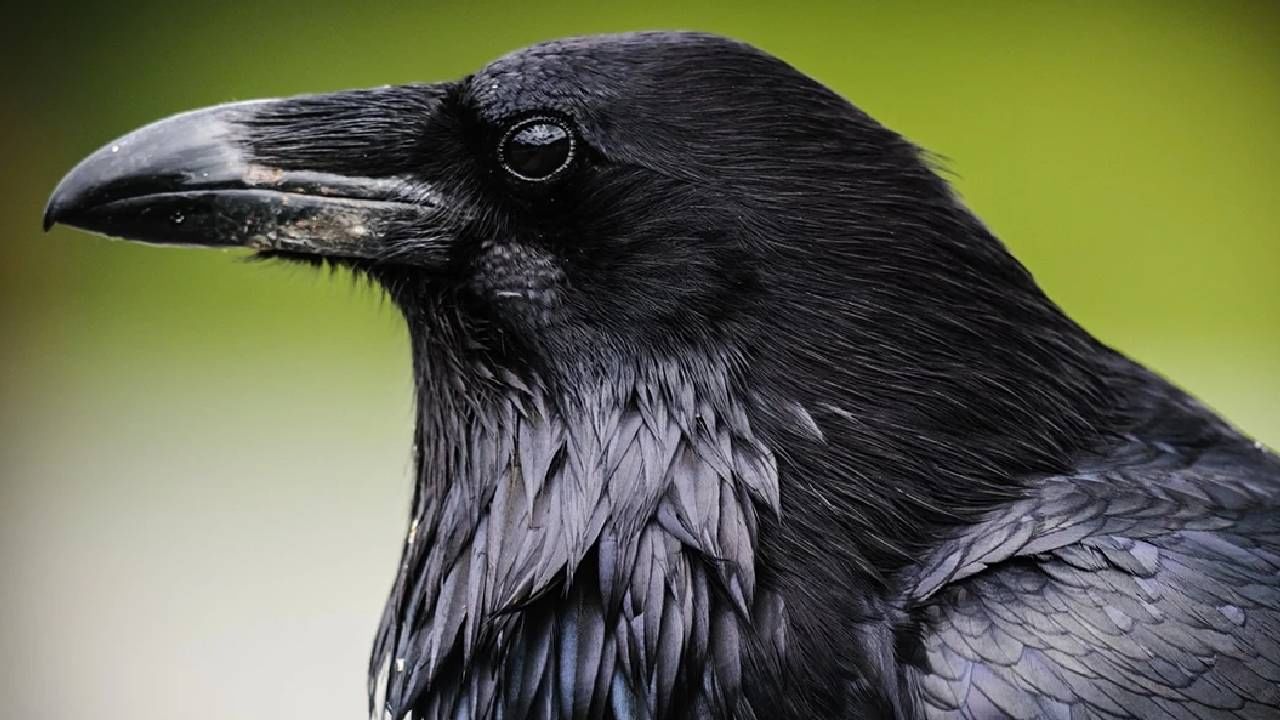 Pitru Paksha: ಪಿತೃ ಪಕ್ಷದಲ್ಲಿ ಕನಸಿನಲ್ಲಿ ಕಾಗೆ ಕಂಡರೆ ಏನರ್ಥ? ಸ್ವಪ್ನಶಾಸ್ತ್ರ ಹೇಳುವುದೇನು?