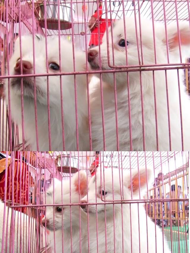 ಮಡಿಕೇರಿಯಲ್ಲಿ ದಸರಾ ಪ್ರಯುಕ್ತ ಡಾಗ್ ಶೋ; ಇಲ್ಲಿದೆ ಫೋಟೋಸ್