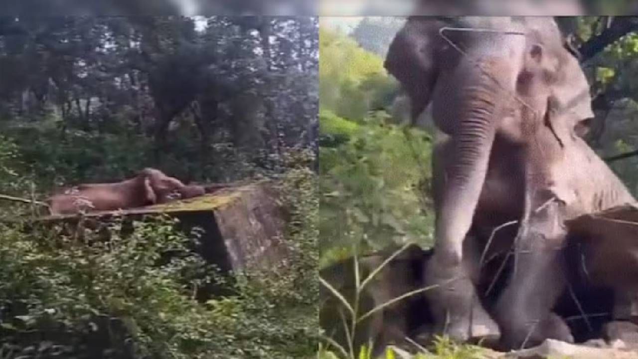 Video: ನೀರಿನ ಟ್ಯಾಂಕ್​ಗೆ ಬಿದ್ದ ಆನೆಯನ್ನು ಸುರಕ್ಷಿತವಾಗಿ ಹೊರ ತೆಗೆದ ಅರಣ್ಯ ಅಧಿಕಾರಿಗಳು