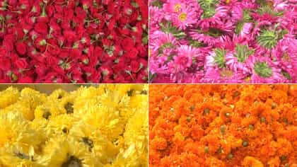 ದಸರಾ ಆರಂಭದ ಸಂದರ್ಭದಲ್ಲೇ ಹೂವಿನ ಬೆಲೆ ಕುಸಿತ: ಹೂವಿನಂತೆ ಬಾಡಿದ ರೈತರ ಬದುಕ