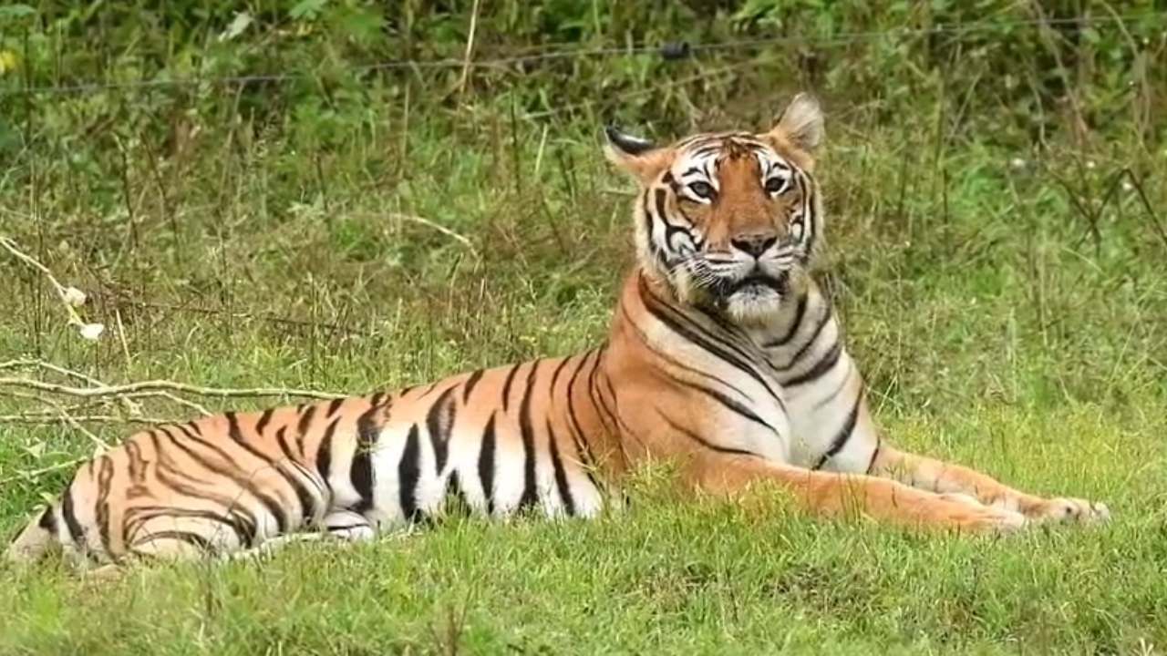 ಮೈಸೂರು: ಸಫಾರಿ ವೇಳೆ ಕಾಣಿಸಿಕೊಂಡ‌ ಭಾರಿ ಗಾತ್ರದ ಹುಲಿ