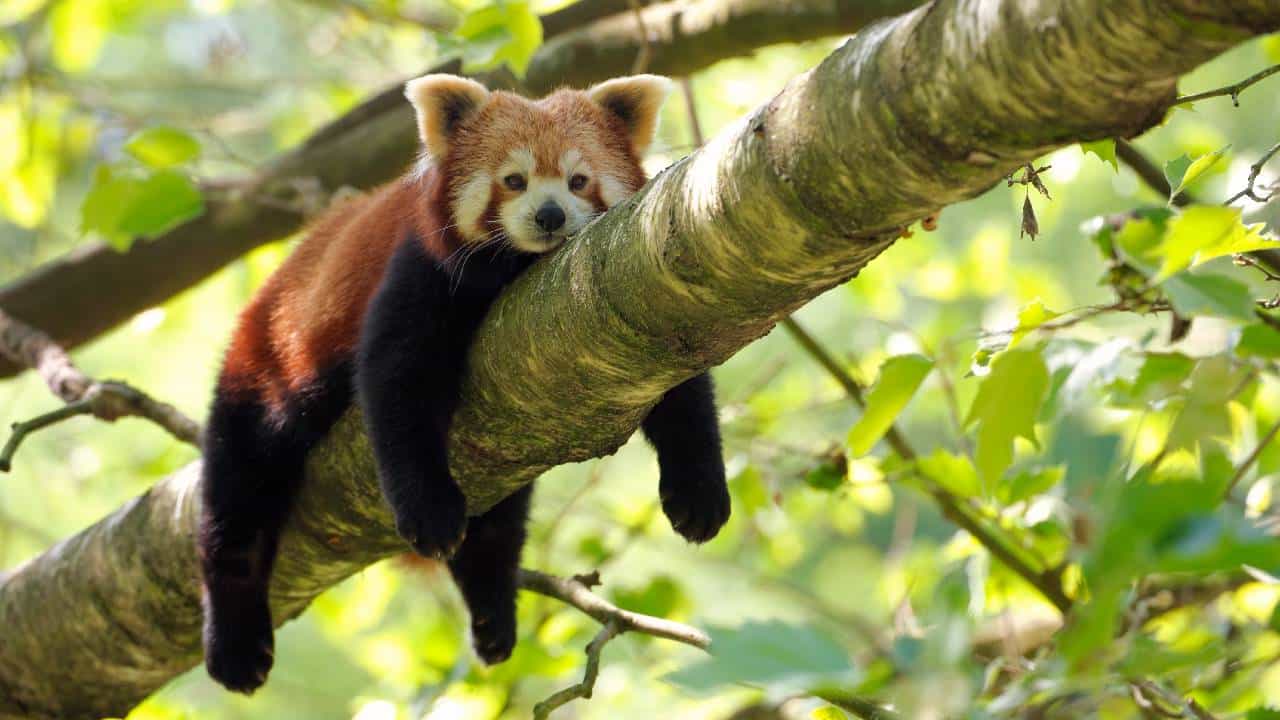 International Red Panda Day 2025: ಅಳಿವಿನಂಚಿನಲ್ಲಿವೆ ರೆಡ್ ಪಾಂಡಾಗಳು; ಅವುಗಳ ರಕ್ಷಣೆ ಅತ್ಯಗತ್ಯ International Red Panda Day 2025: ಅಳಿವಿನಂಚಿನಲ್ಲಿವೆ ರೆಡ್ ಪಾಂಡಾಗಳು; ಅವುಗಳ ರಕ್ಷಣೆ ಅತ್ಯಗತ್ಯ