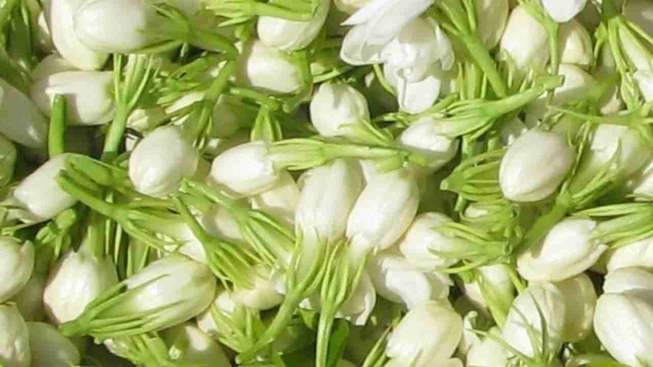 ಮಲ್ಲಿಗೆಯ ಸುವಾಸನೆಯಲ್ಲಿದೆ ಆರೋಗ್ಯದ ಗುಟ್ಟು