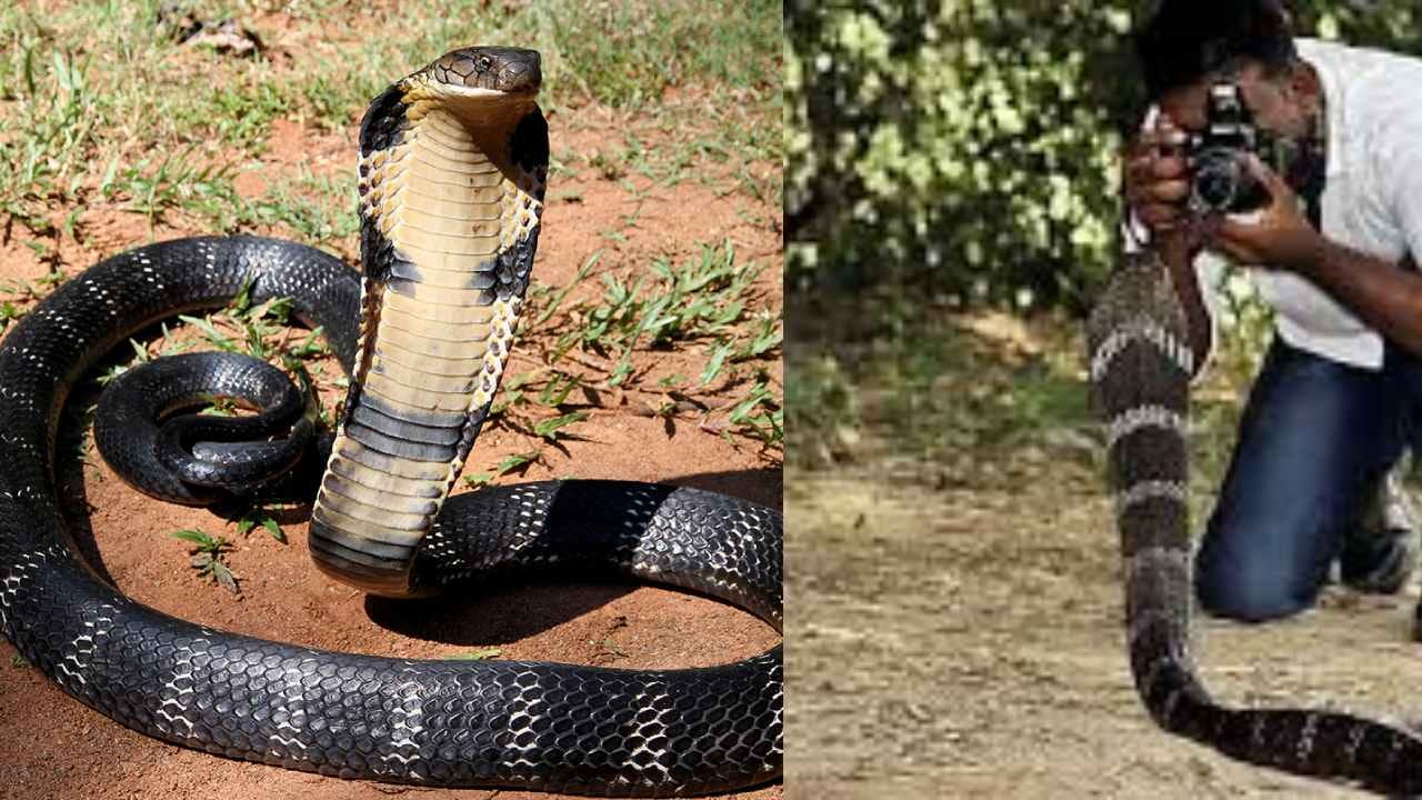 ಆಗುಂಬೆ ಭಾಗದಲ್ಲಿ ಕಾಳಿಂಗ ಸರ್ಪ ಸಂಶೋಧನಾ ಹೆಸರಿನಲ್ಲಿ ವಂಚನೆ: ತನಿಖೆಗೆ ಆದೇಶ