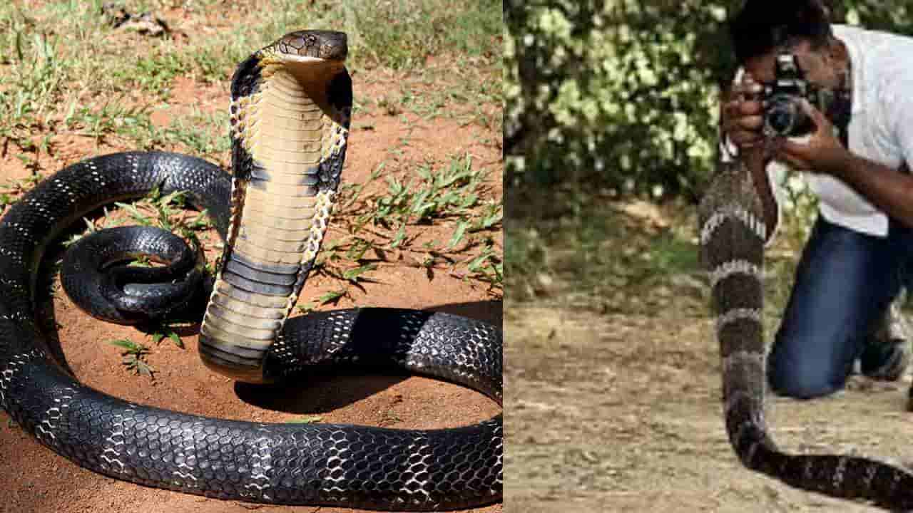 ಆಗುಂಬೆ ಭಾಗದಲ್ಲಿ ಕಾಳಿಂಗ ಸರ್ಪ ಸಂಶೋಧನಾ ಹೆಸರಿನಲ್ಲಿ ವಂಚನೆ: ತನಿಖೆಗೆ ಆದೇಶ