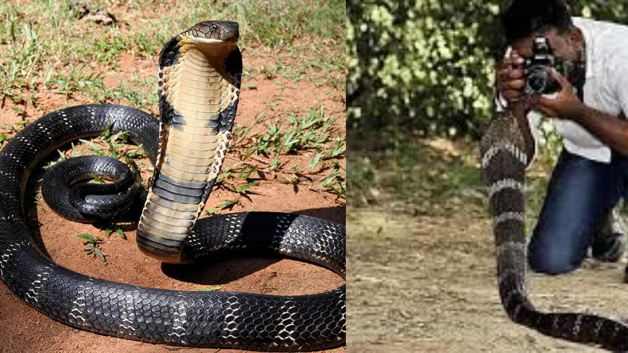 ಆಗುಂಬೆ ಭಾಗದಲ್ಲಿ ಕಾಳಿಂಗ ಸರ್ಪ ಸಂಶೋಧನಾ ಹೆಸರಿನಲ್ಲಿ ವಂಚನೆ: ತನಿಖೆಗೆ ಆದೇಶ