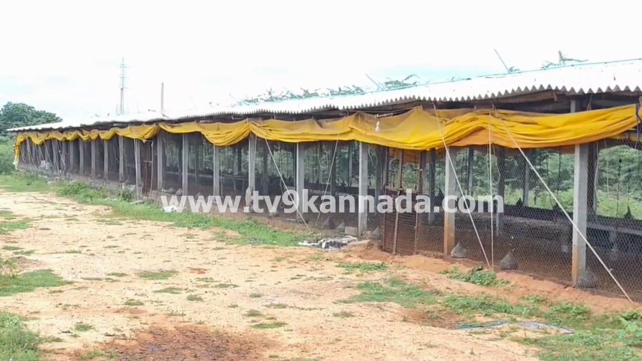 ಕೊಪ್ಪಳ: ಸಾಯುತ್ತಿವೆ ನೂರಾರು ಕೋಳಿಗಳು, ನಿಗೂಢ ರೋಗದ ಶಂಕೆ ಕೊಪ್ಪಳ: ಸಾಯುತ್ತಿವೆ ನೂರಾರು ಕೋಳಿಗಳು, ನಿಗೂಢ ರೋಗದ ಶಂಕೆ