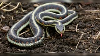 World Suicide Prevention Day 2025: ಯಾವುದೇ ಸಮಸ್ಯೆಗಳಿಗೆ ಆತ್ಮಹತ್ಯೆಯೊಂದೇ ಪರಿಹಾರವಲ್ಲ, ಈಸಬೇಕು ಇದ್ದು ಜಯಿಸಬೇಕು