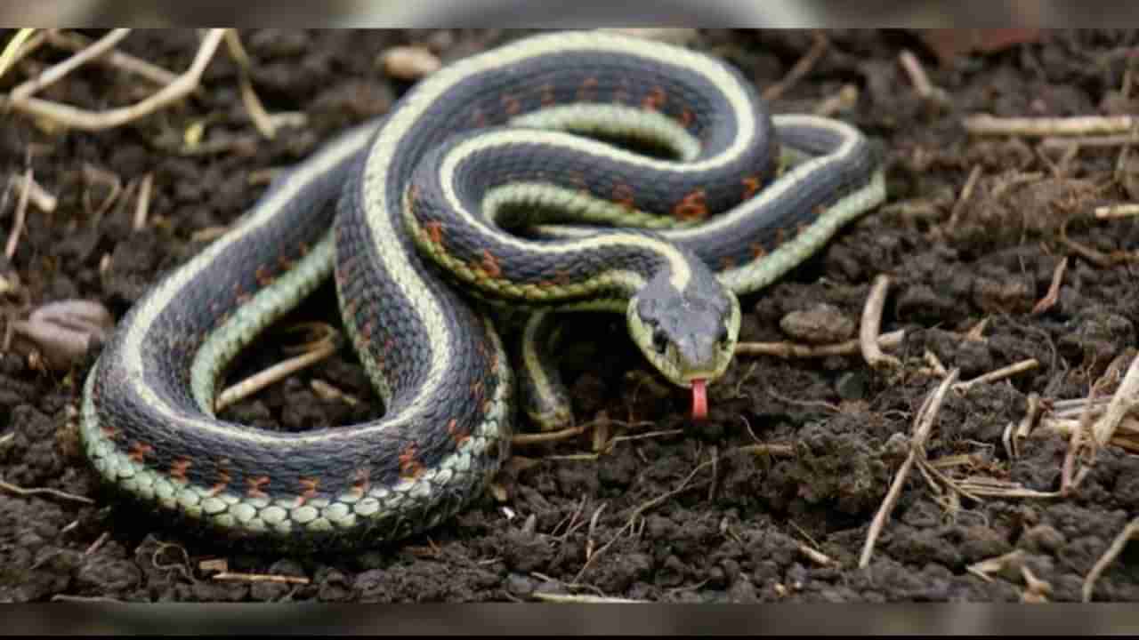 ಹಾವುಗಳು ಮನೆಯೊಳಗೆ ಬರಲು ಈ ವಸ್ತುಗಳೇ ಕಾರಣ, ಬರದಂತೆ ಏನು ಮಾಡಬೇಕು? ಇಲ್ಲಿದೆ ನೋಡಿ