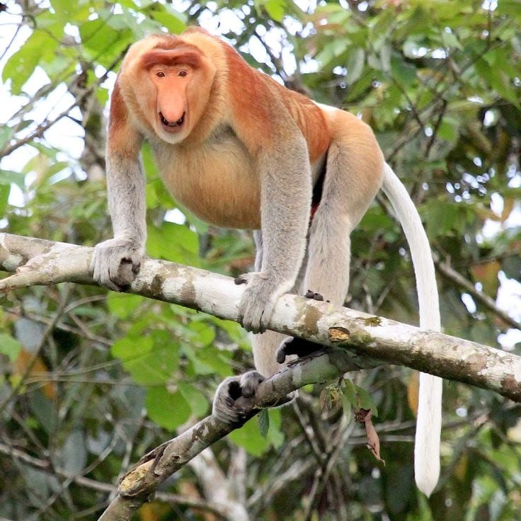 Long Nose Monkey