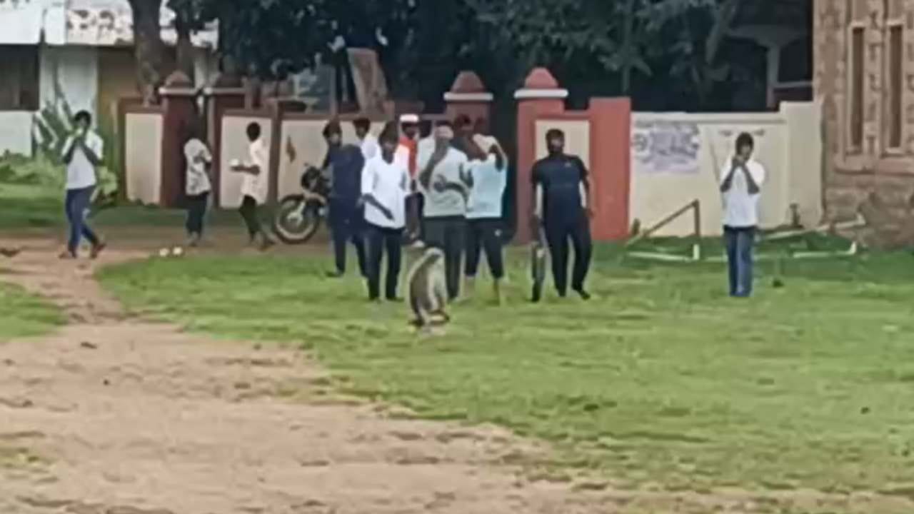 ಕ್ರಿಕೆಟ್ ಆಡುತ್ತಿದ್ದವರಿಗೆ ಕ್ವಾಟ್ಲೆ ಕೊಟ್ಟ ಮಂಗ: ದಿಕ್ಕಾಪಾಲಾಗಿ ಓಡಿದ ಯುವಕರು