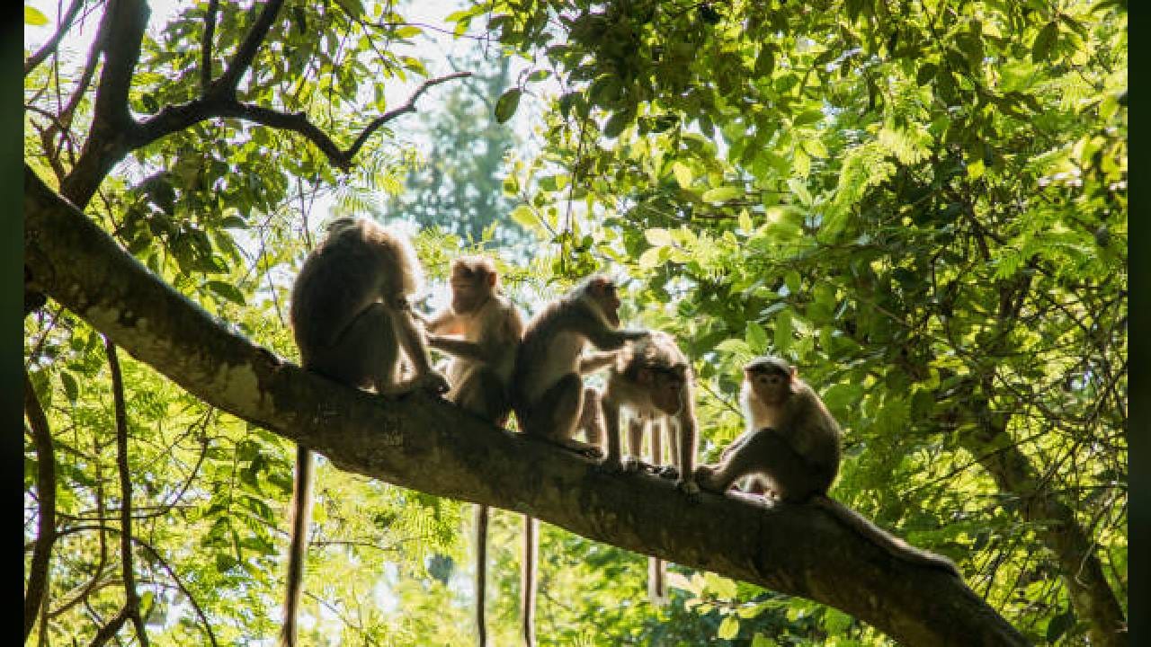 Shocking News: ಮಲಗಿದ್ದ 2 ತಿಂಗಳ ಮಗುವನ್ನು ನೀರಿನ ಡ್ರಮ್ನಲ್ಲಿ ಮುಳುಗಿಸಿ ಕೊಂದ ಕೋತಿಗಳು! Shocking News: ಮಲಗಿದ್ದ 2 ತಿಂಗಳ ಮಗುವನ್ನು ನೀರಿನ ಡ್ರಮ್ನಲ್ಲಿ ಮುಳುಗಿಸಿ ಕೊಂದ ಕೋತಿಗಳು!