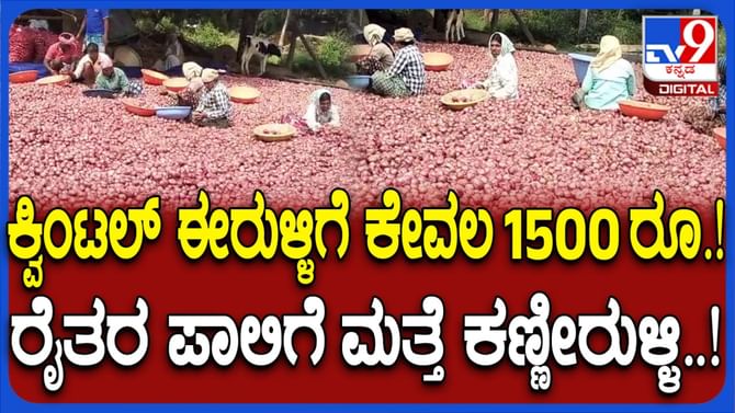 ಈರುಳ್ಳಿಗೆ ಬೆಲೆ ಗಣನೀಯ ಕುಸಿತ, ಕ್ವಿಂಟಲ್​ಗೆ 1500 ರೂ.ಗೆ ಇಳಿಕೆ