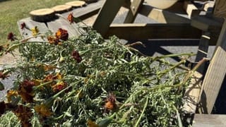 Video: ಏನ್ ಅವಸ್ಥೆ ನೋಡಿ; ಡಾಂಬರೀಕರಣಗೊಂಡ ರಸ್ತೆಯ ಡಾಂಬರನ್ನೇ ಕಿತ್ತು ಕೊಂಡ್ಯೊಯ್ದ ಜನ