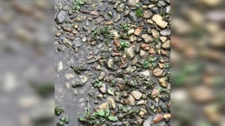 Video: ಅಗಲಿದ ಶ್ವಾನದ ಫೋಟೋವನ್ನು ಆಟೋದಲ್ಲಿ ಇರಿಸಿದ ಬೆಂಗಳೂರಿನ ಆಟೋ ಚಾಲಕ