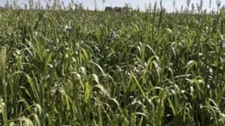 Video: ಬೆಂಗಳೂರಿನಲ್ಲಿ ತಮ್ಮ ತಿಂಗಳ ಖರ್ಚು ಎಷ್ಟೆಂದು ರಿವೀಲ್ ಮಾಡಿದ ದಂಪತಿ