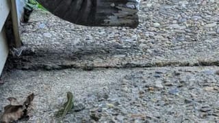 Video: ತನ್ನ ಮಾಲೀಕಳ ಜೊತೆಗೆ ಮುನಿಸಿಕೊಂಡು ಗುರ್ ಎಂದ ಮರಿಯಾನೆ