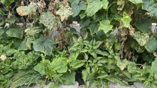 Video: ಪ್ರೀತಿಯ ಮಡದಿಗೆ ಕಾಲ್ಗೆಜ್ಜೆ ತೊಡಿಸಿದ ವೃದ್ಧ, ಇದುವೇ ನಿಜವಾದ ಪ್ರೀತಿ ನೋಡಿ